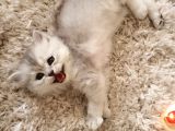 Silver, Gri ve Bicolor  British Shorthair / Scottish Straight Yavrular