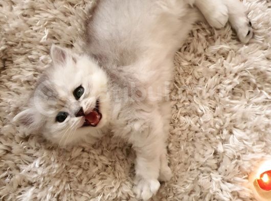 Silver, Gri Ve Bicolor  British Shorthair / Scottish Straight Yavrular