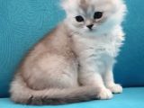 Silver, Gri Ve Bicolor  British Shorthair / Scottish Straight Yavrular