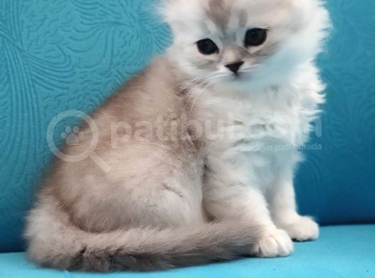 Silver, Gri Ve Bicolor  British Shorthair / Scottish Straight Yavrular görsel