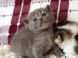 Silver, Gri Ve Bicolor  British Shorthair / Scottish Straight Yavrular