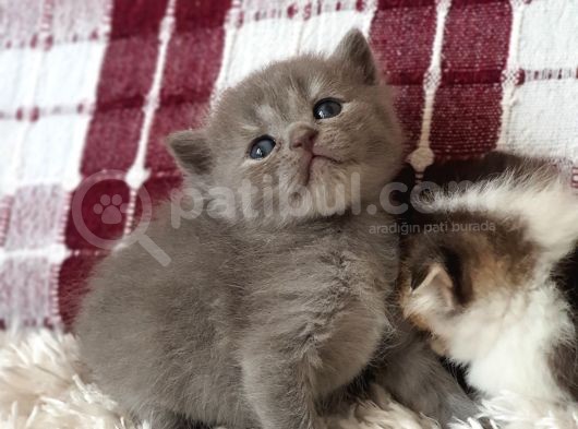 Silver, Gri Ve Bicolor  British Shorthair / Scottish Straight Yavrular görsel