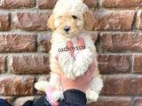 Apricot Toy Poodle Dişi Bebeğimiz
