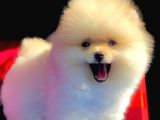 3 Aylık Erkek Pomeranian Boo