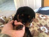 Anne Altından Rotweiller Yavrular