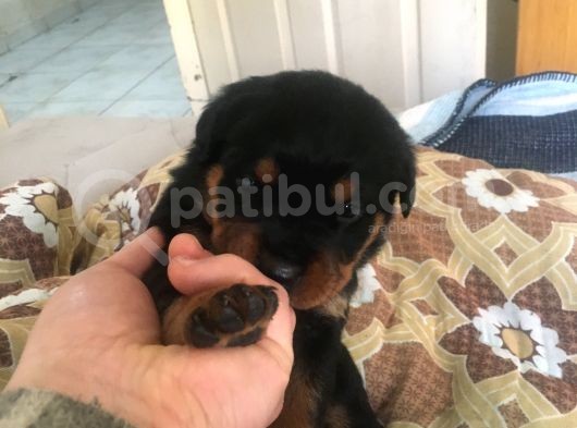 Anne Altından Rotweiller Yavrular görsel
