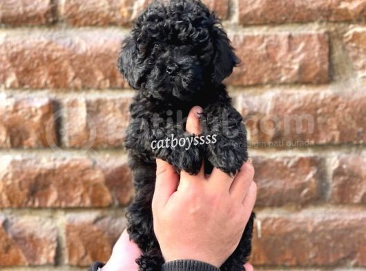 Siyah İnci Dişi Toy Poodle Yavrumuz görsel
