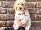 Apricot Toy Poodle Dişi Yavrumuz