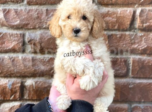 Apricot Toy Poodle Dişi Yavrumuz görsel