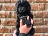 Siyah Black Dişi Toy Poodle Bebeğimiz