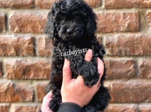 Siyah Black Dişi Toy Poodle Bebeğimiz görsel