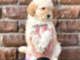 Apricot Toy Poodle Dişi Bebeğimiz