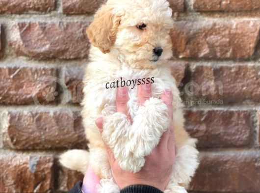 Apricot Toy Poodle Dişi Bebeğimiz görsel