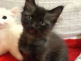 1 Aylık Russian Blue
