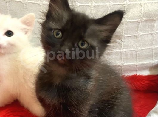 1 Aylık Russian Blue