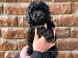 Siyah Black Dişi Toy Poodle Bebeğimiz