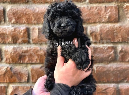Siyah Black Dişi Toy Poodle Bebeğimiz