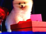 3 Aylık Erkek Pomeranian Boo