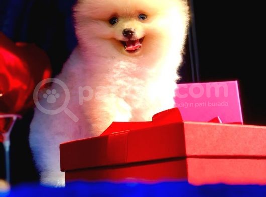 3 Aylık Erkek Pomeranian Boo görsel