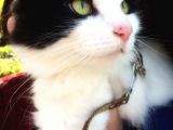 Sağlıklı Karneli Dişi Kedi
