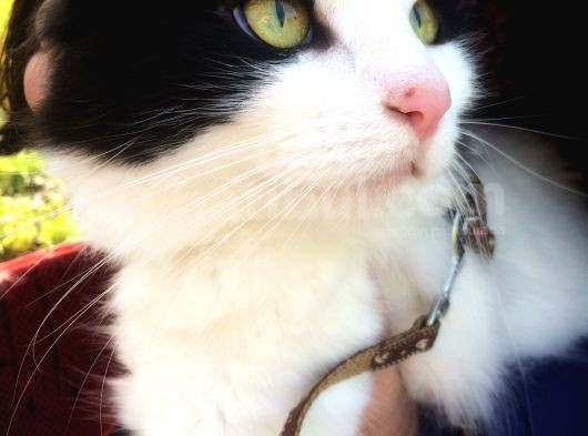 Sağlıklı Karneli Dişi Kedi
