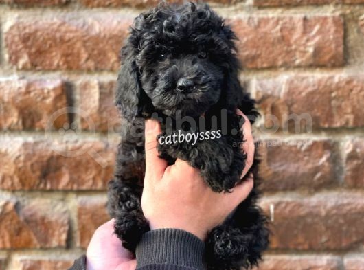 Siyah Black Dişi Toy Poodle Bebeğimiz görsel