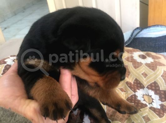 Anne Altından Rotweiller Yavrular