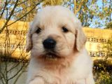 Golden Retriever Yavruları