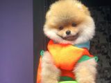 Pomeranian Yavrularımız Gelmiştir