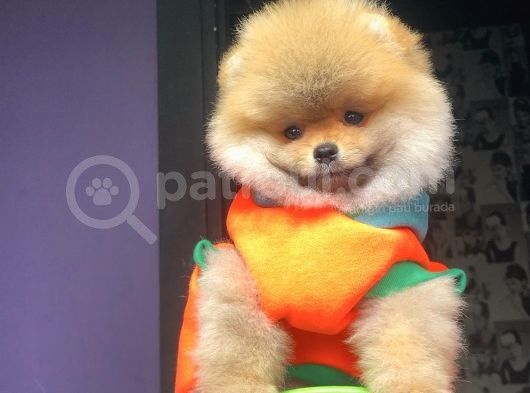 Pomeranian Yavrularımız Gelmiştir