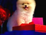 3 Aylık Erkek Pomeranian Boo
