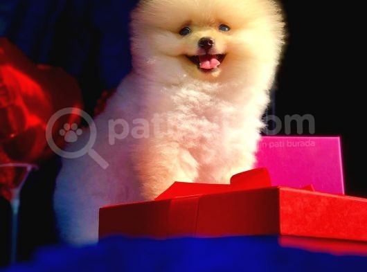3 Aylık Erkek Pomeranian Boo görsel
