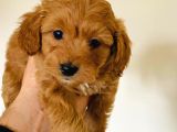 2 Aylık Erkek Maltipoo