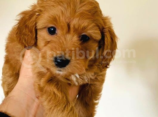 2 Aylık Erkek Maltipoo görsel