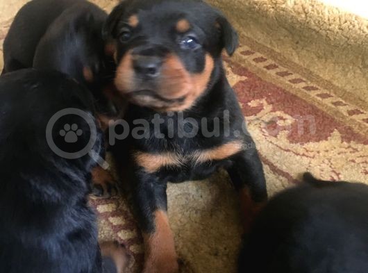 Anne Altından Rotweiller Yavrular görsel