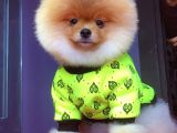 Pomeranian Yavrularımız Gelmiştir