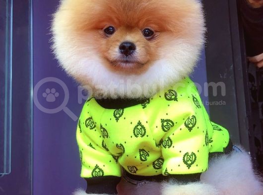 Pomeranian Yavrularımız Gelmiştir