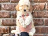 Apricot Toy Poodle Dişi Bebeğimiz