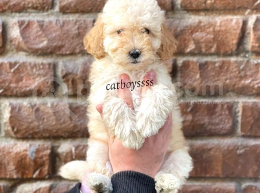 Apricot Toy Poodle Dişi Bebeğimiz görsel