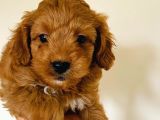 2 Aylık Erkek Maltipoo