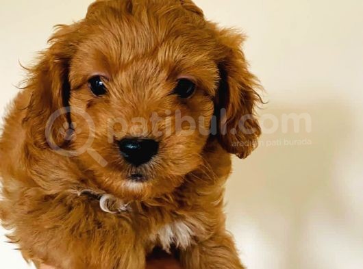 2 Aylık Erkek Maltipoo