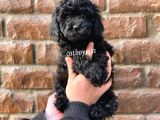 Siyah Black Dişi Toy Poodle Bebeğimiz