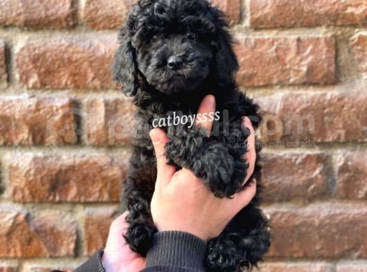 Siyah Black Dişi Toy Poodle Bebeğimiz görsel