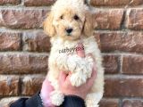 Apricot Toy Poodle Dişi Yavrumuz