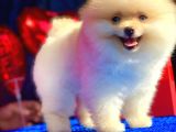 3 Aylık Erkek Pomeranian Boo