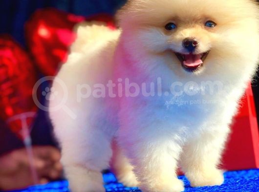 3 Aylık Erkek Pomeranian Boo görsel
