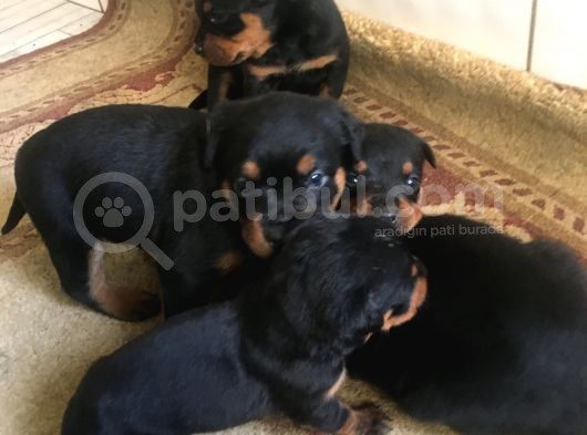 Anne Altından Rotweiller Yavrular görsel