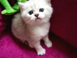 Ns 11 33 Silver Shaded British Shorthair Yavrular