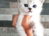 Ns 11 33 Silver Shaded British Shorthair Yavrular