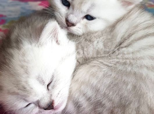 Ns 11 33 Silver Shaded British Shorthair Yavrular görsel